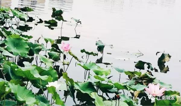 江南荷葉、蓮花